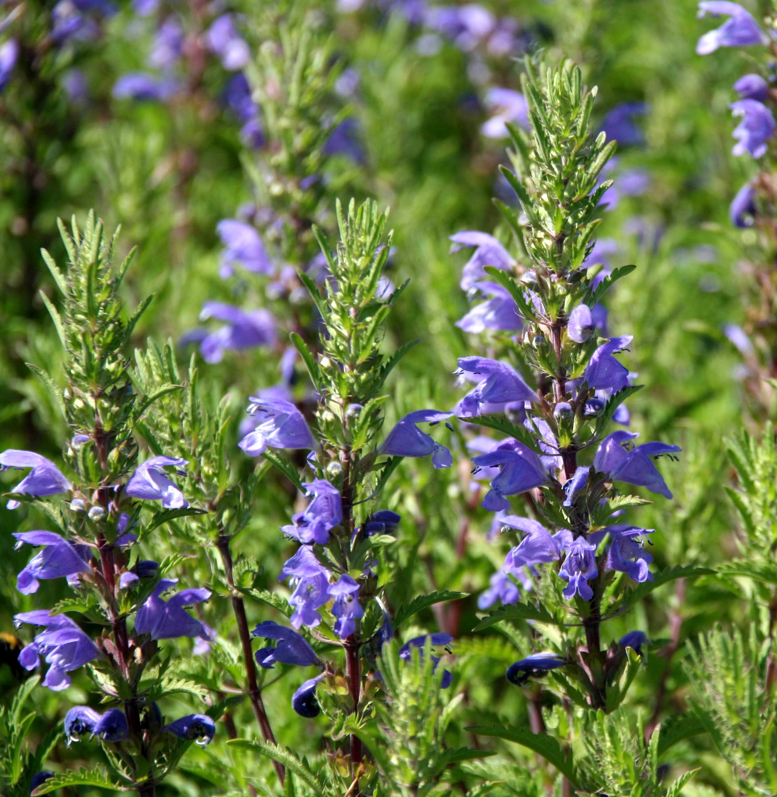 MELISSE DE MOLDAVIE OU THE DES JARDINS