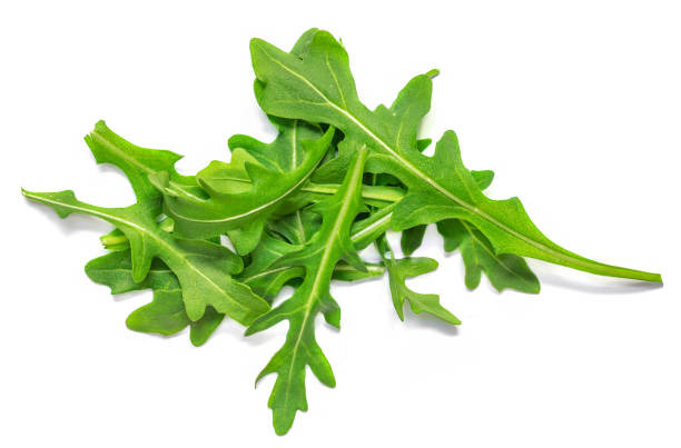 Roquette