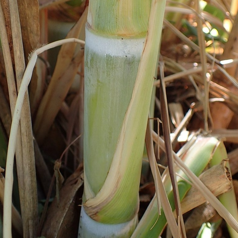 Canne a sucre 'nalmaste'