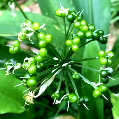 Graines d'ail des ours (par 25 grappes)