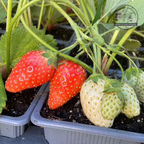 FRAISIER CIFLORETTE Bio