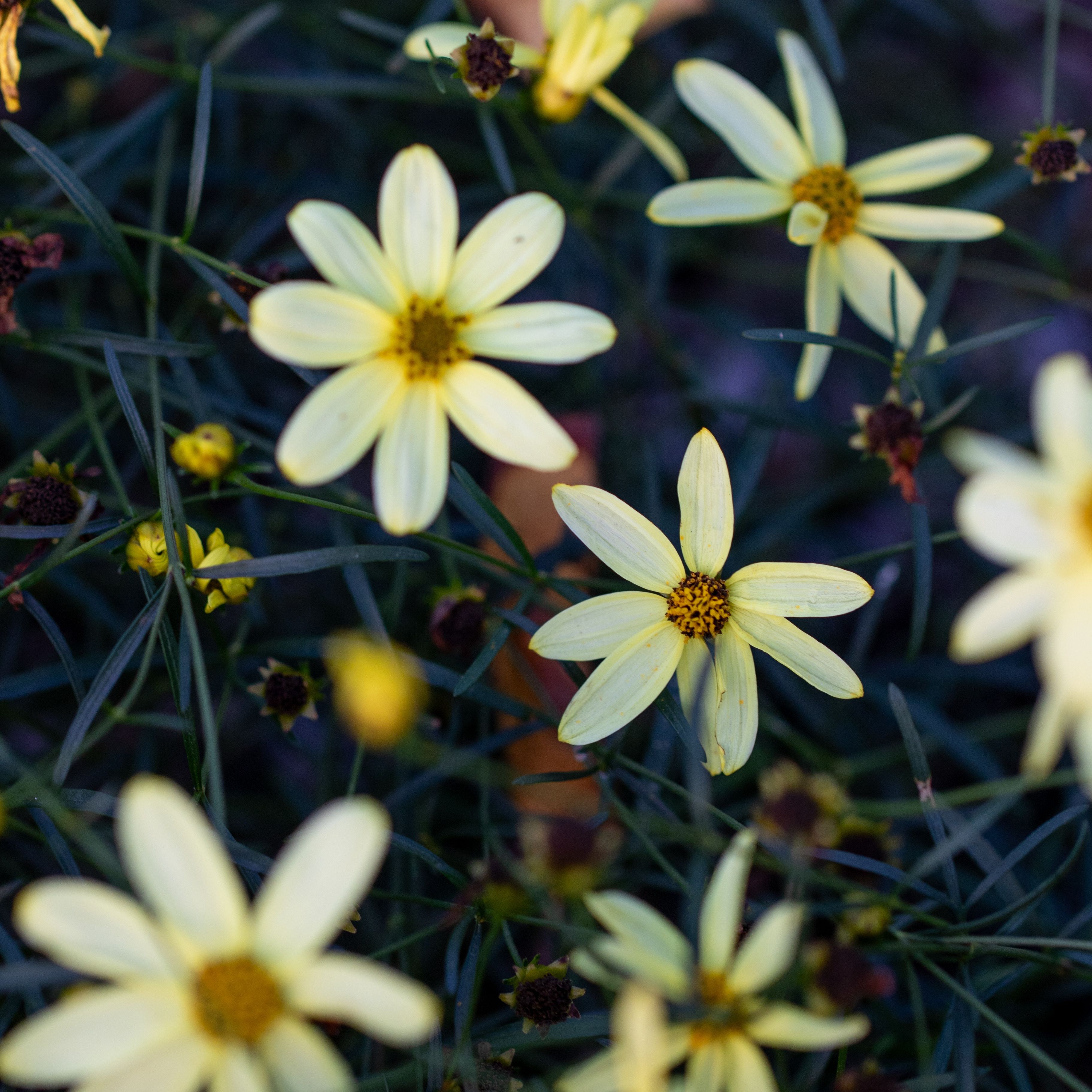 Coreopsis verticillata 'Moonbeam'