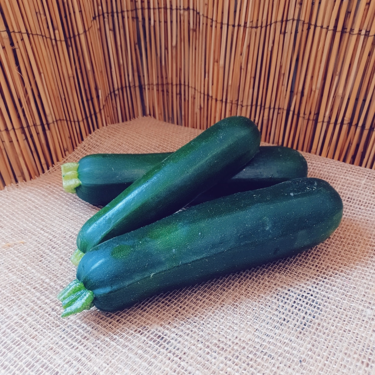 Courgette verte - champ des papilles