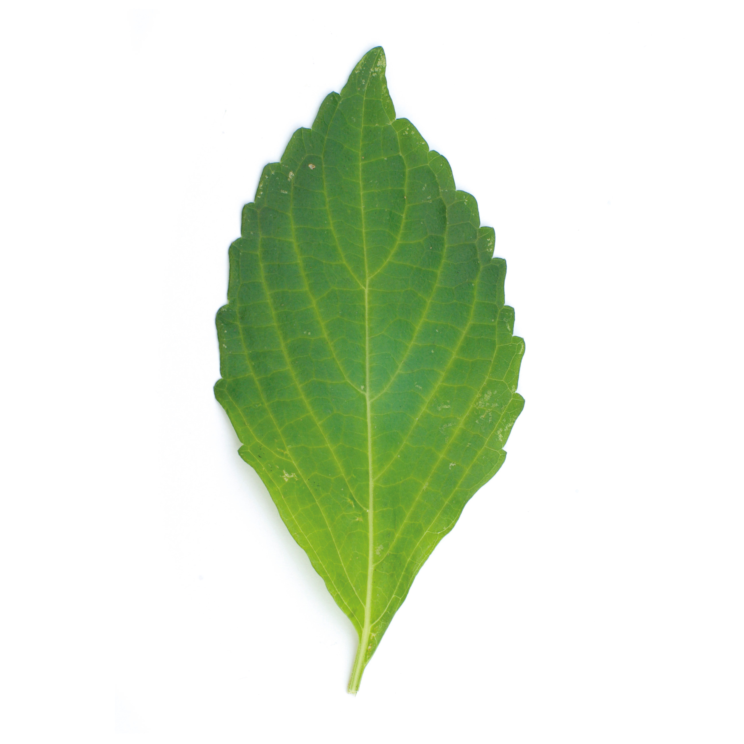 Bouquet - Shiso vert - 60g