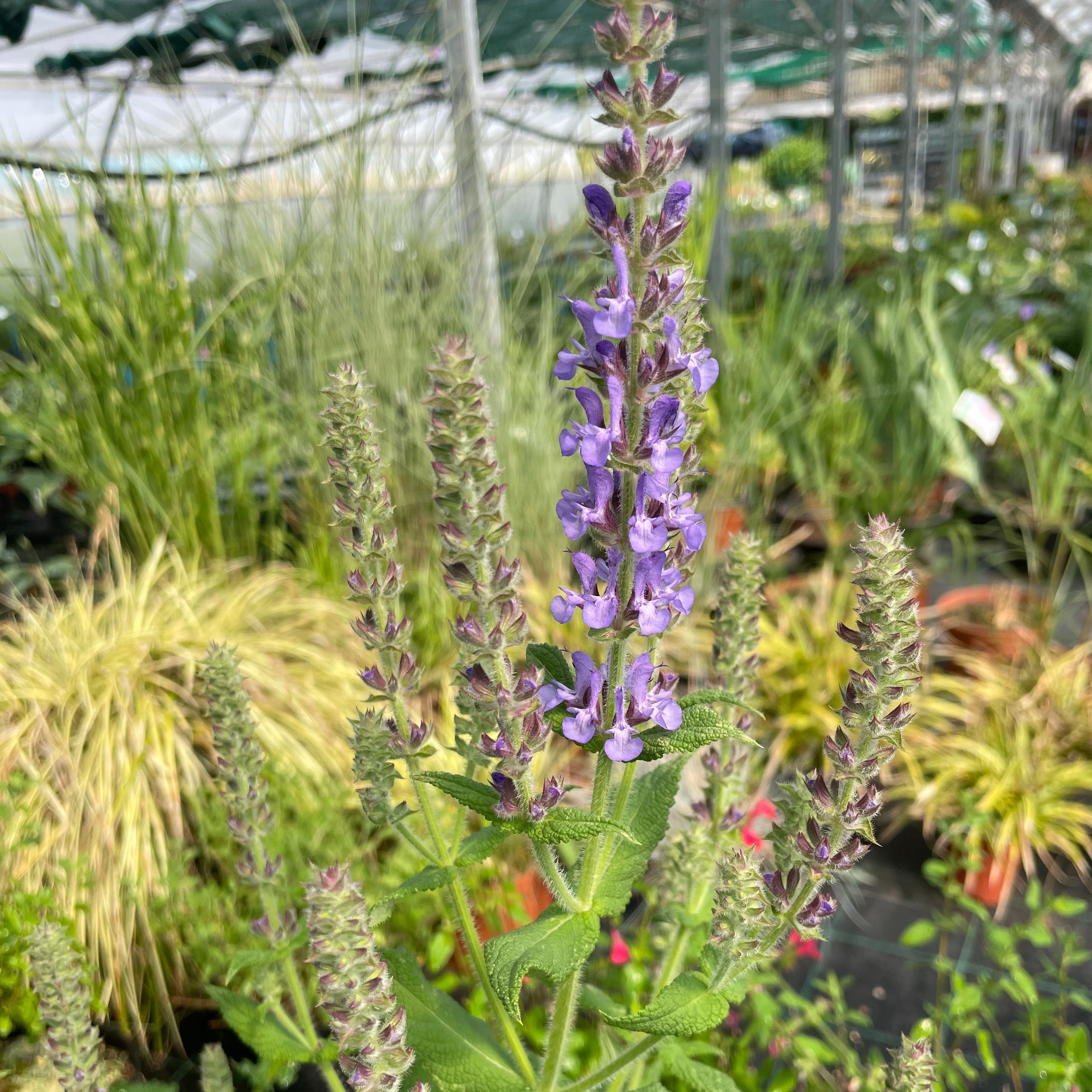 Salvia amplexicaulis
