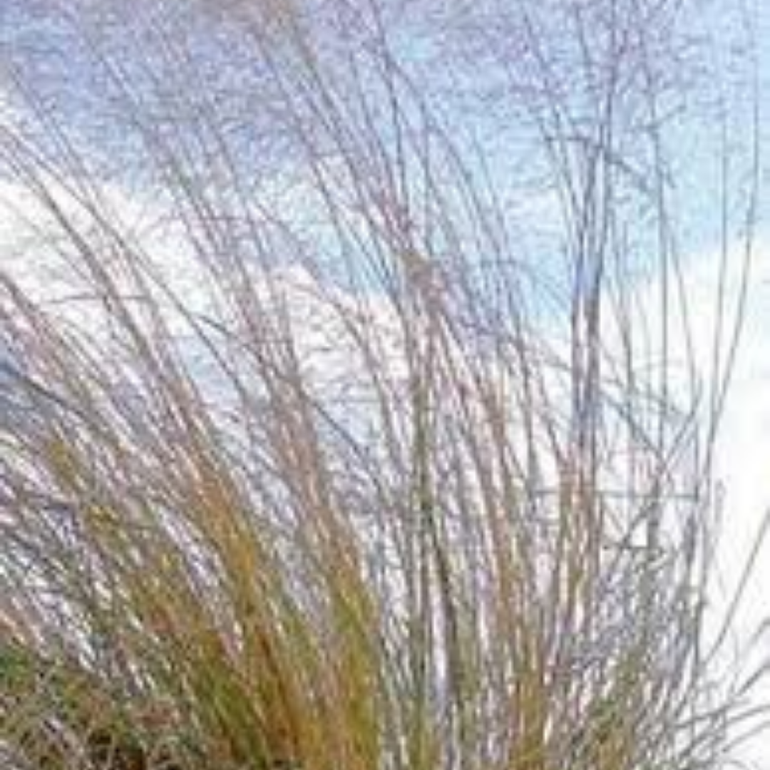 Eragrostis elliottii 'Wind Dancer'