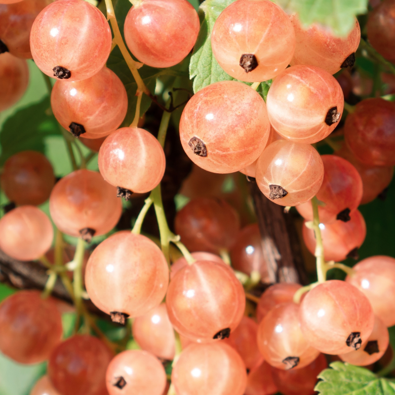 Groseillier rose "Gloire des Sablons - Ribes rubrum