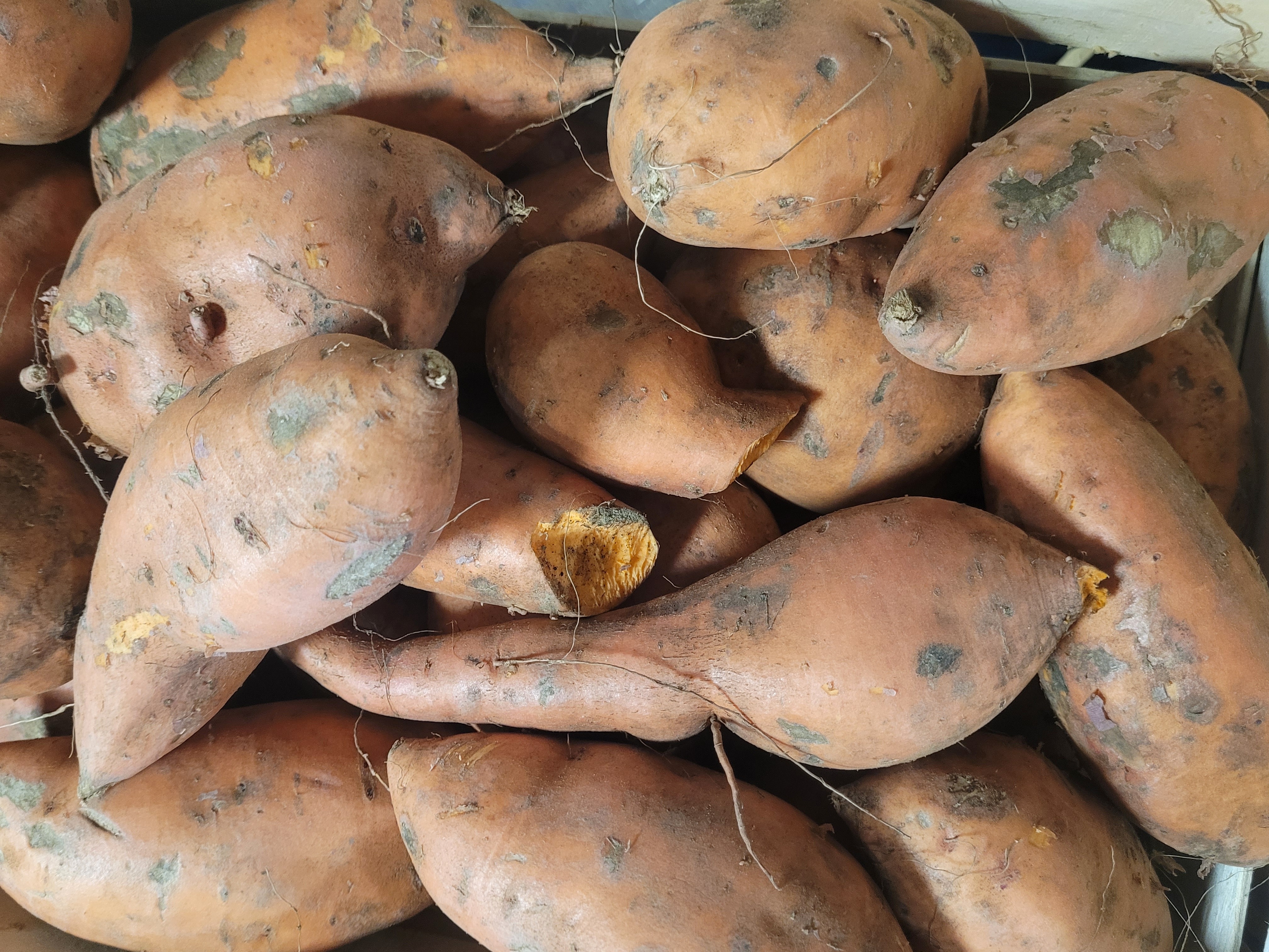 Patate douce - 0,5kg