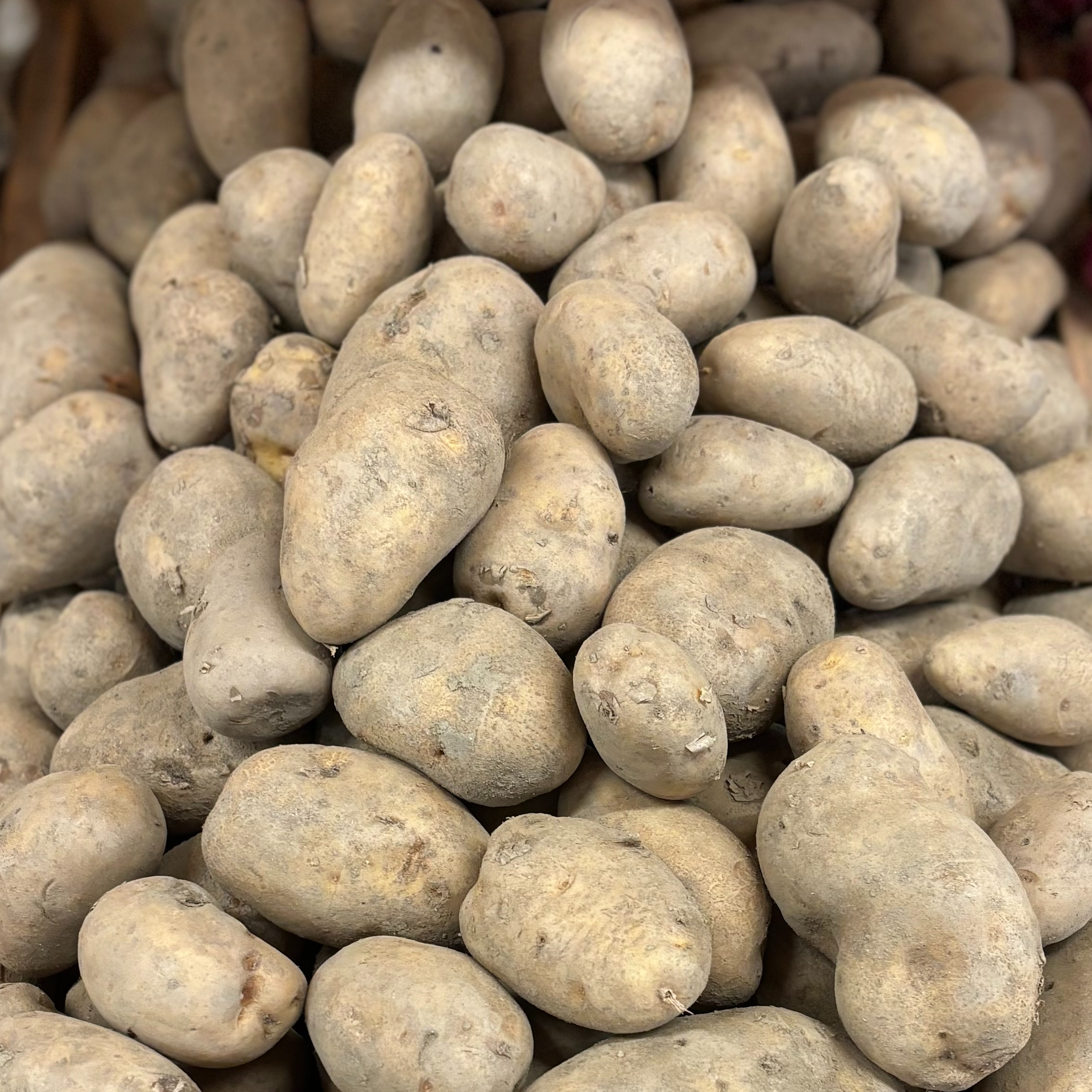 Pomme de terre "Agria" Bio