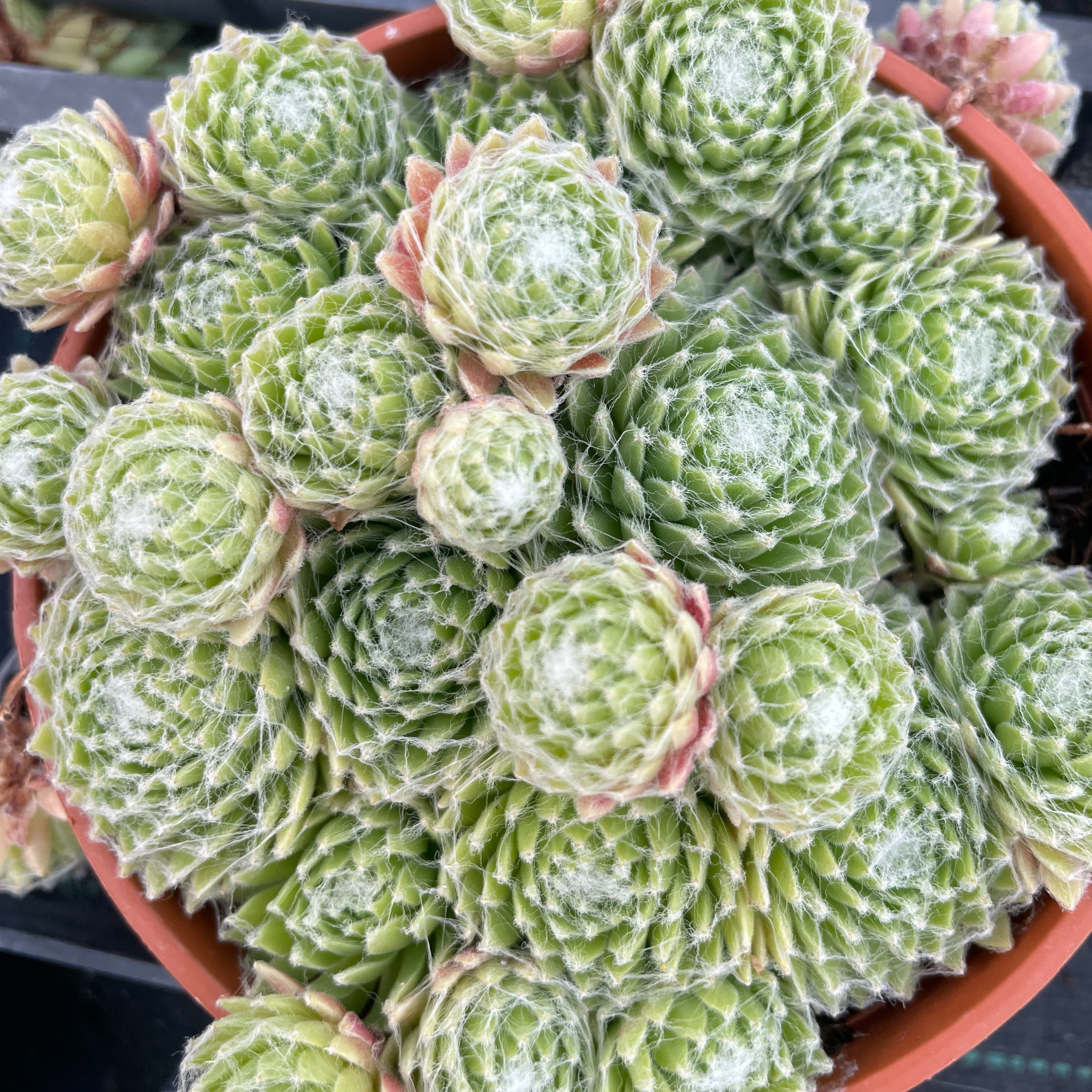 Sempervivum 'Candy Floss'