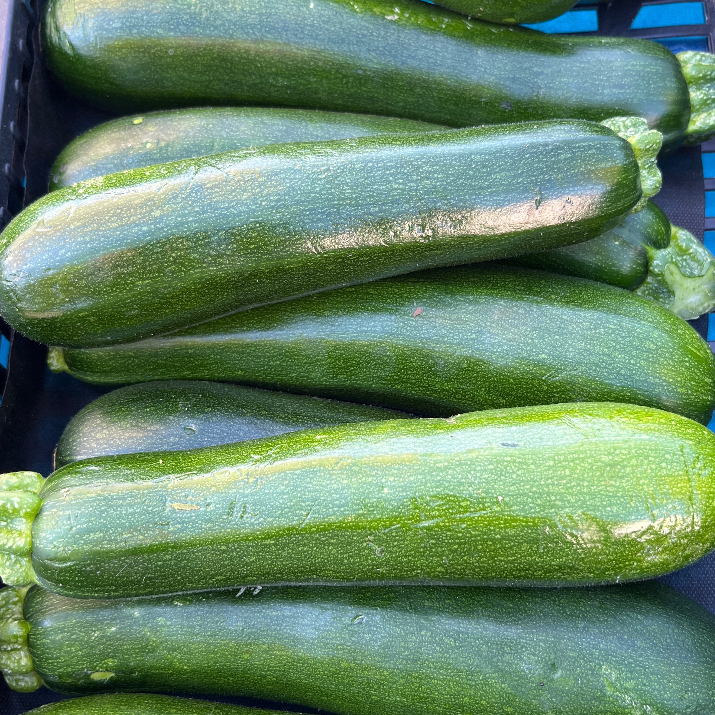 Courgette verte
