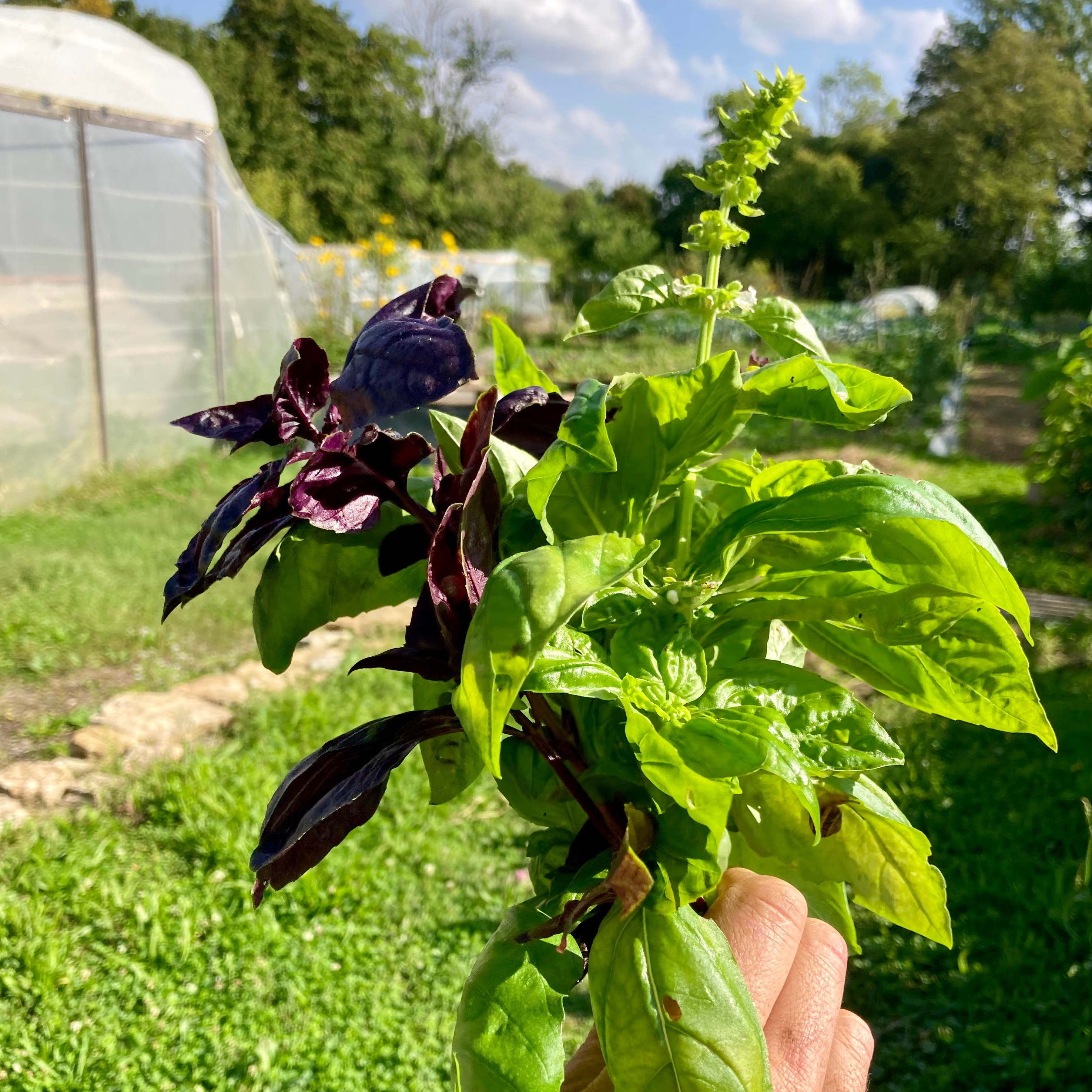 Bouquet de Basilic
