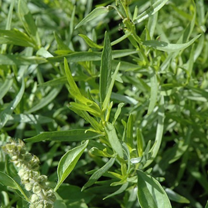 Estragon de Russie (par 30gr)