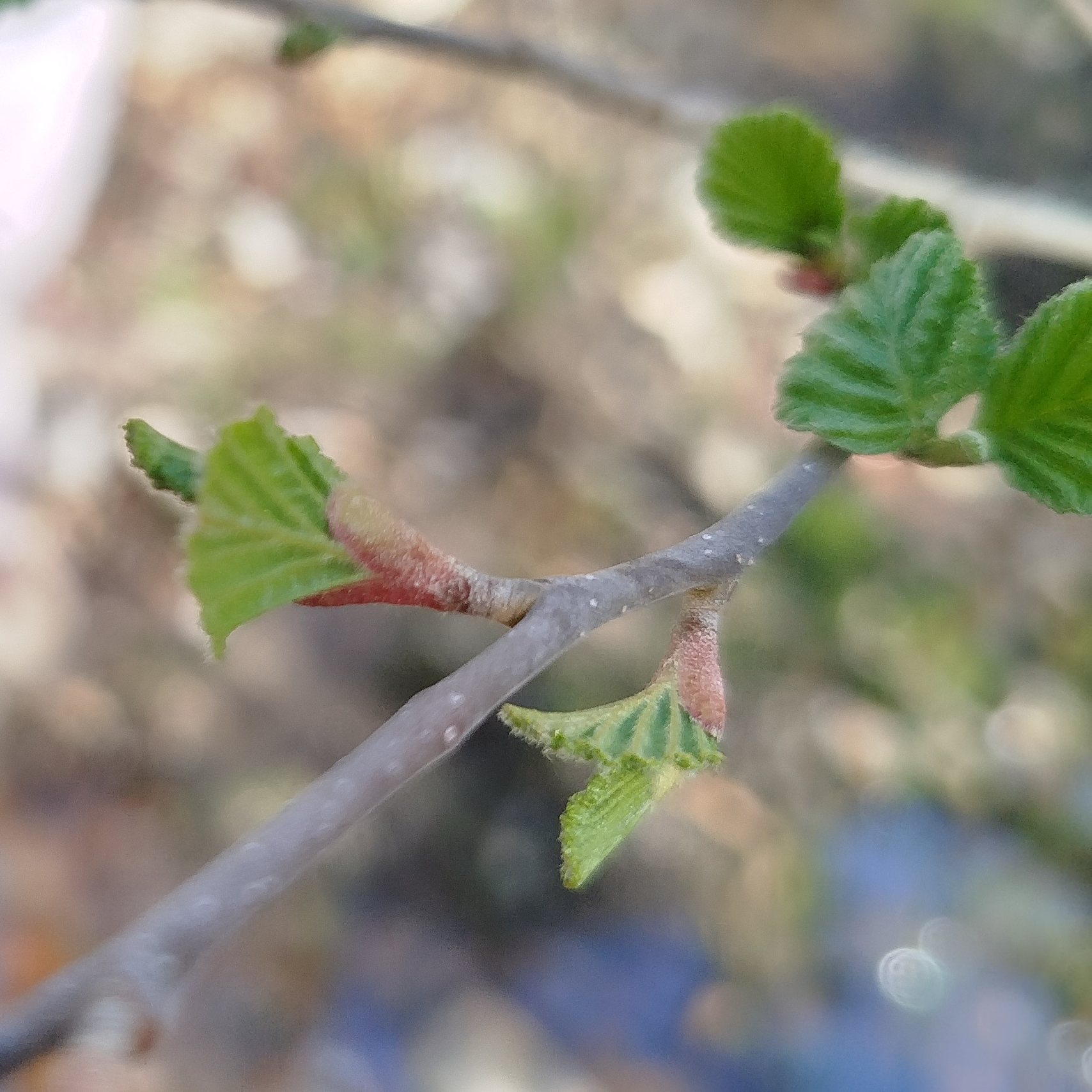 Gemmothérapie Aulne Blanc - 30ml