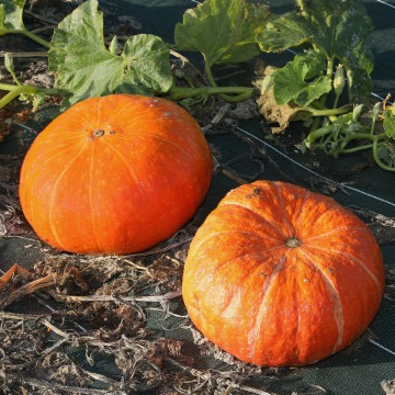 Plant Potiron Rouge Vif D'Etampes - 150g