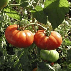 PLANT DE TOMATE Marmande