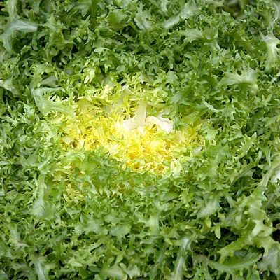 Salade frisée Bio