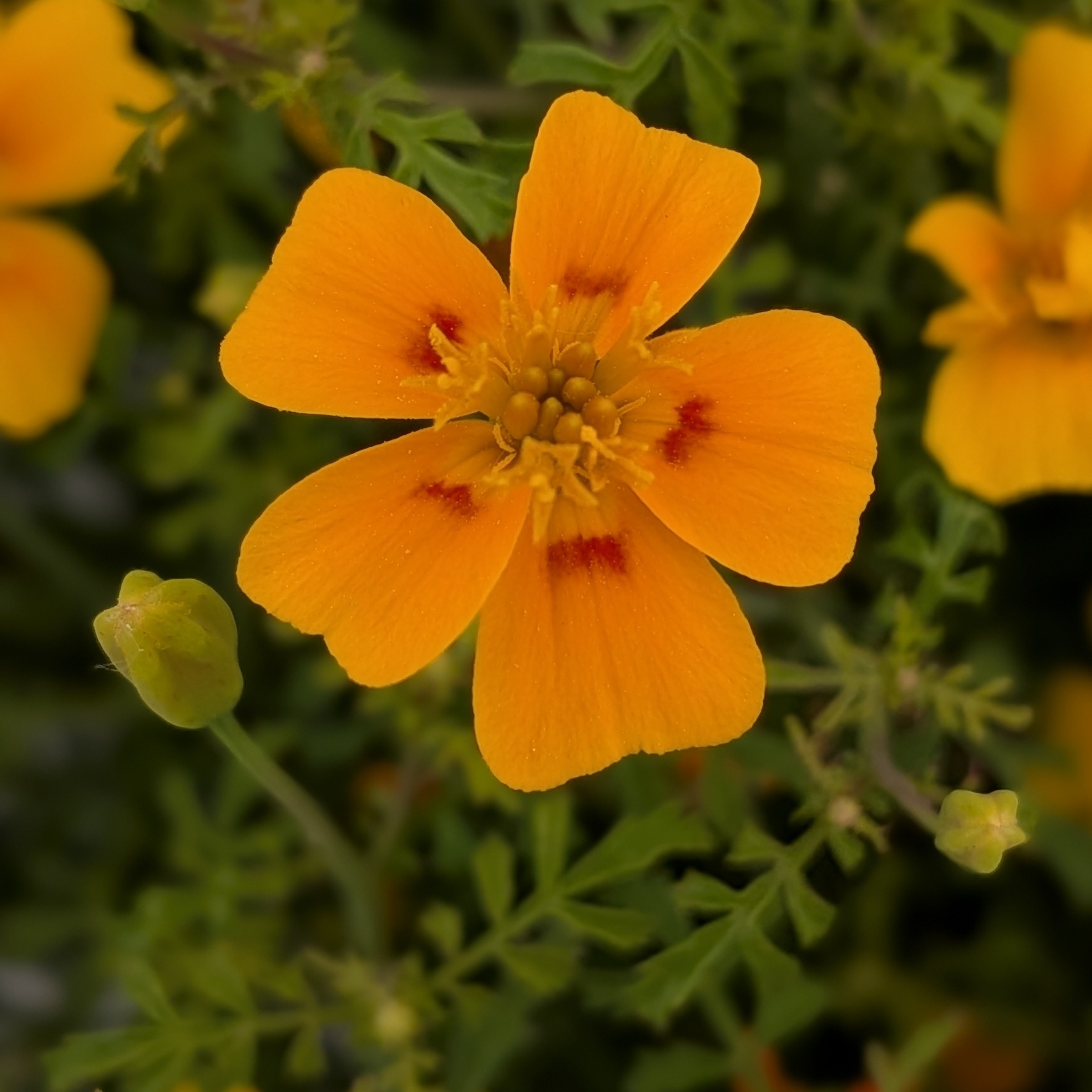 Fleurs de Tagète citron