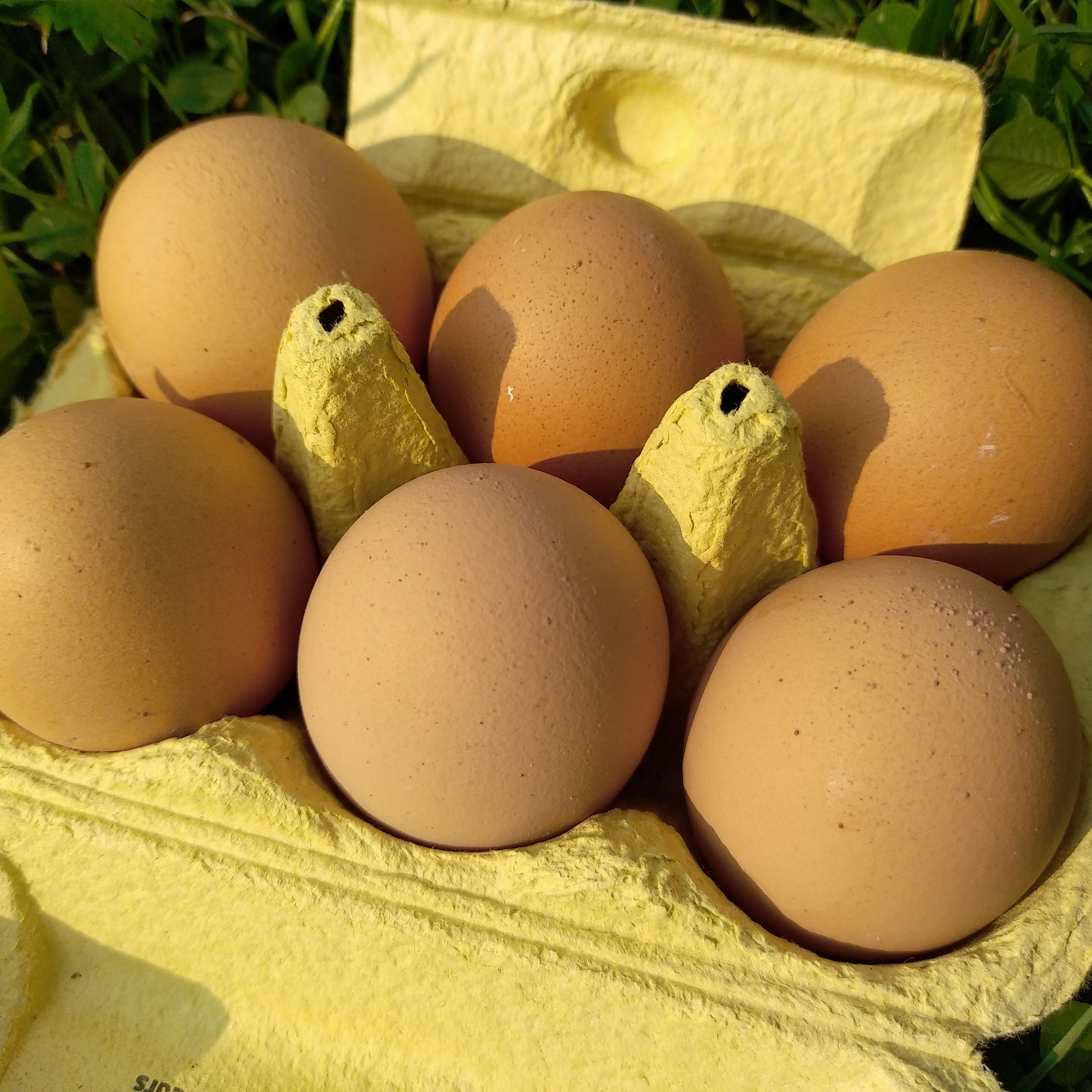 Oeufs - Boite de 6