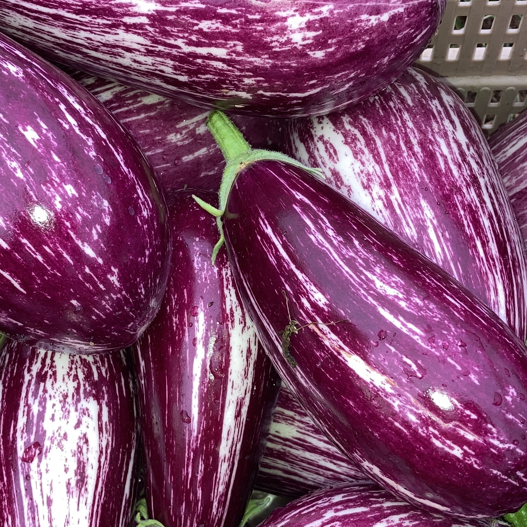 Aubergine graffiti (1kg)