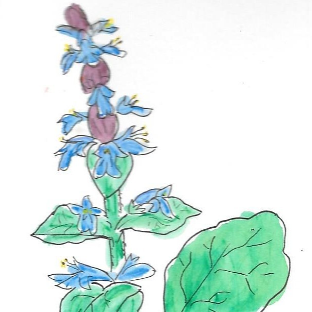 Bugle rampante - 30ml