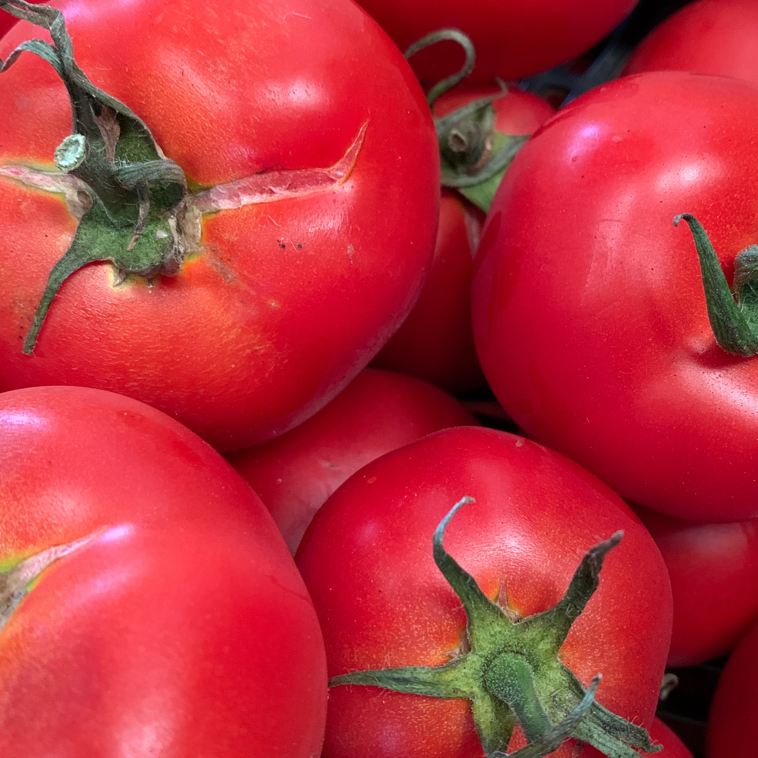 Tomate ronde