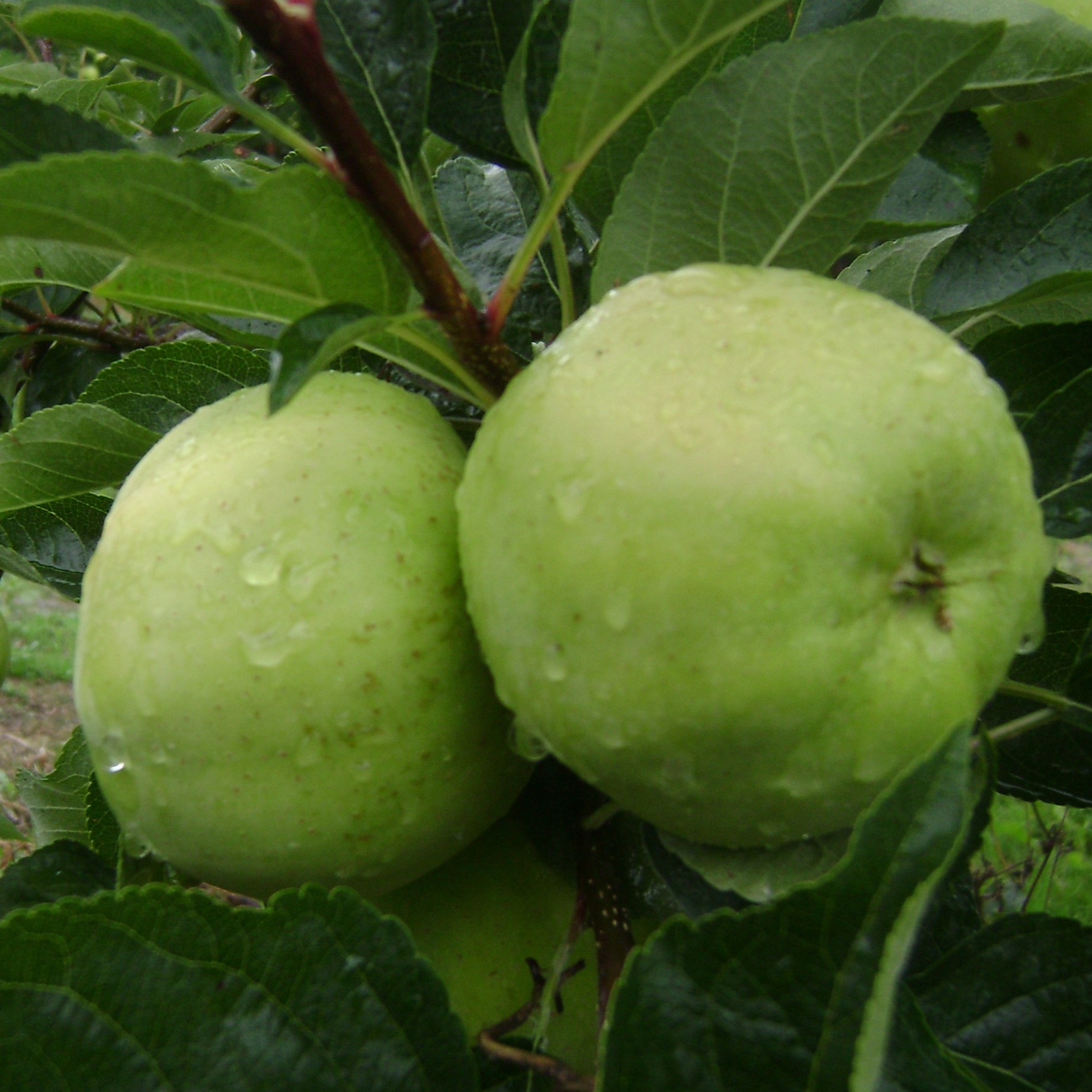 Pomme Chanteclerc bio et demeter 6kg