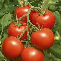 Tomate ronde - 1 plant