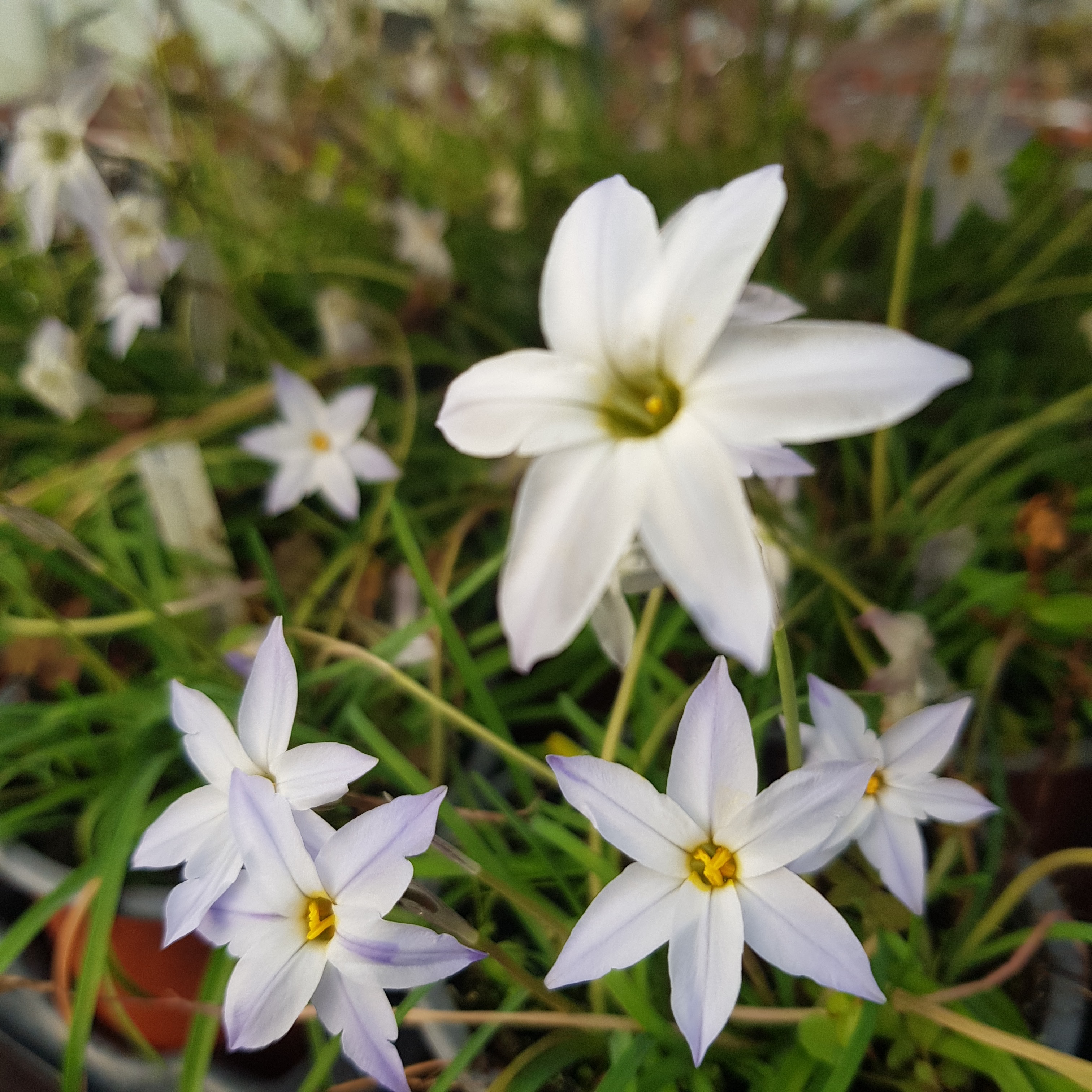 AIL DES INCAS À FLEURS BLEUES Bio