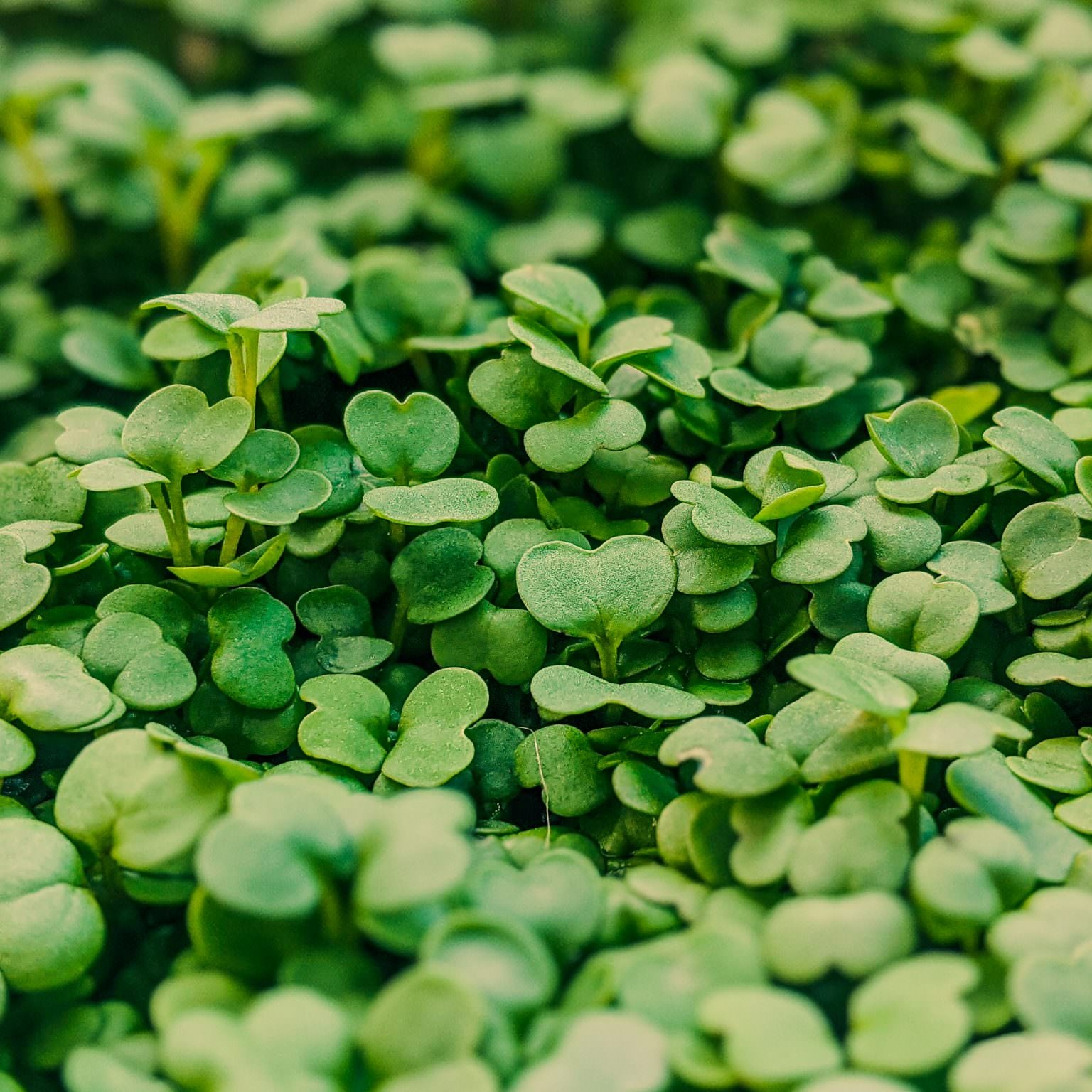 Micropousses Roquette - 250g