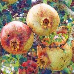 Seedless