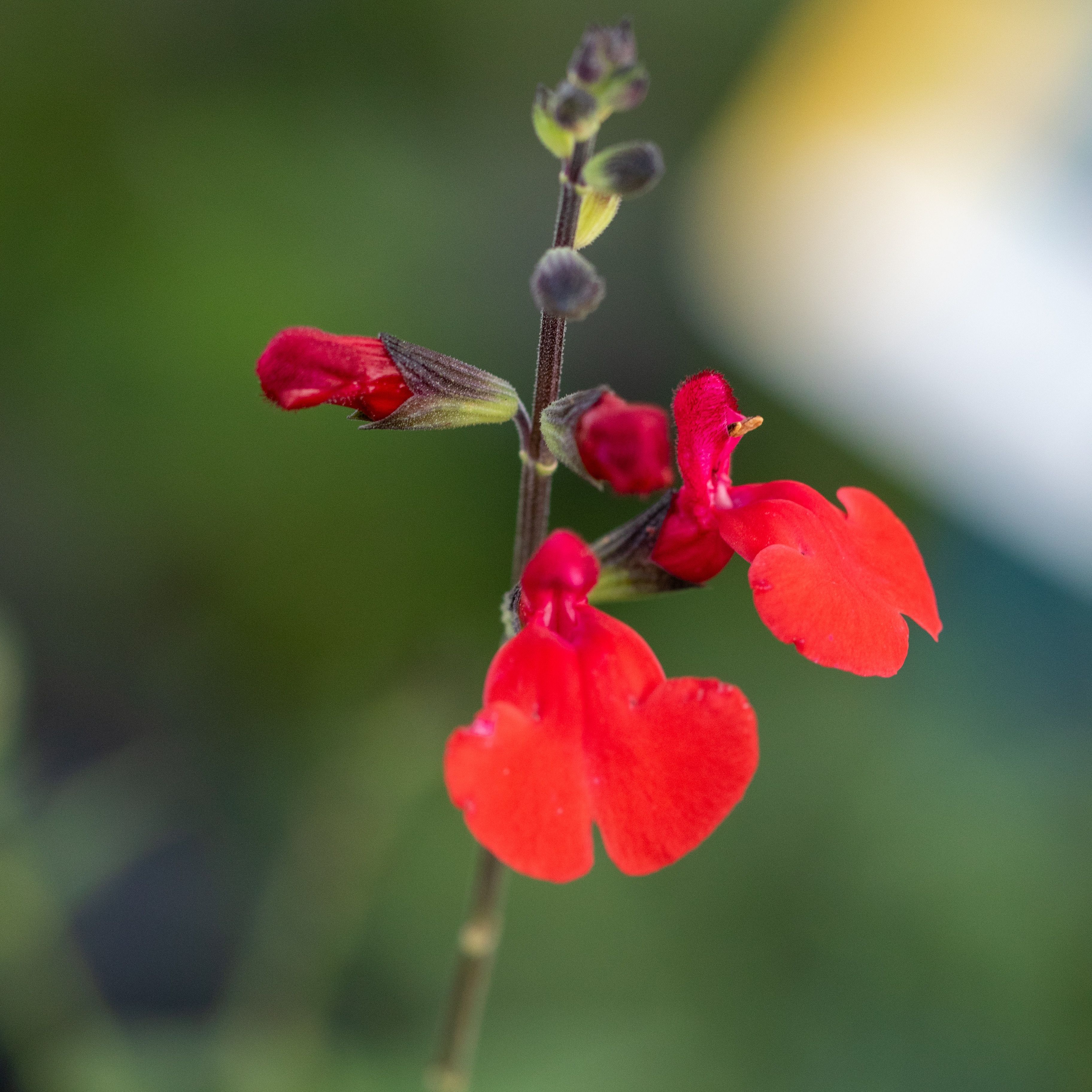 Salvia microphylla 'Royal Bumble'