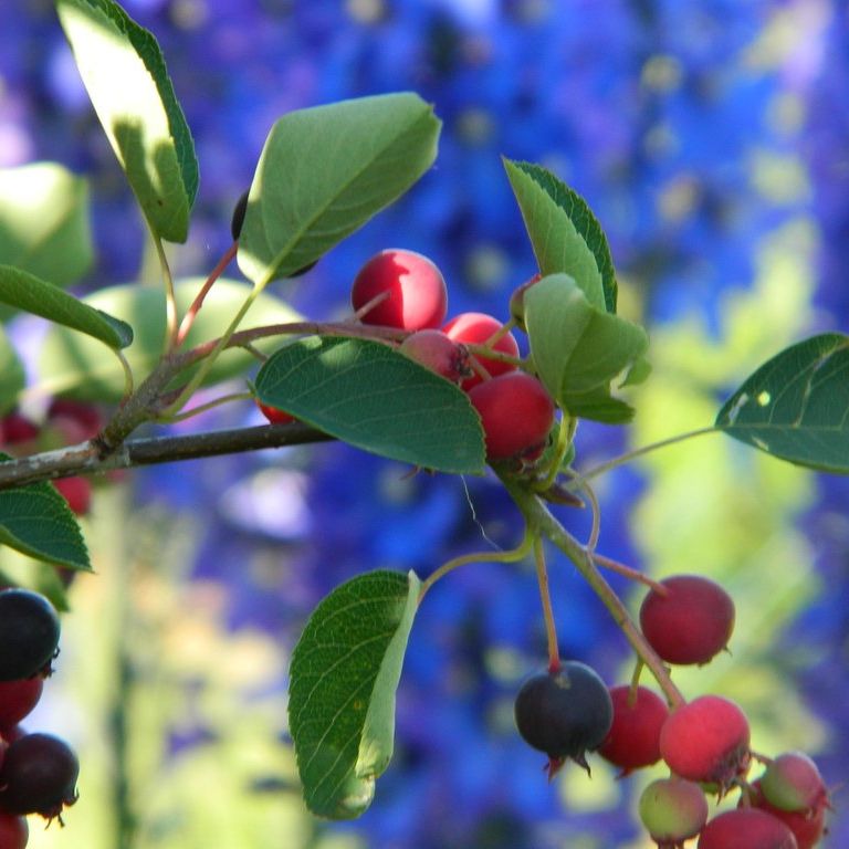 Amélanchier de Lamarck (Amelanchier lamarckii)