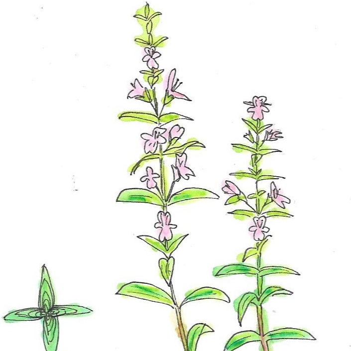 Sarriette des montagnes - 30ml