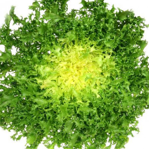 Salade Frisée
