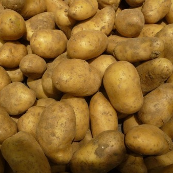 Pomme de terre à chair ferme