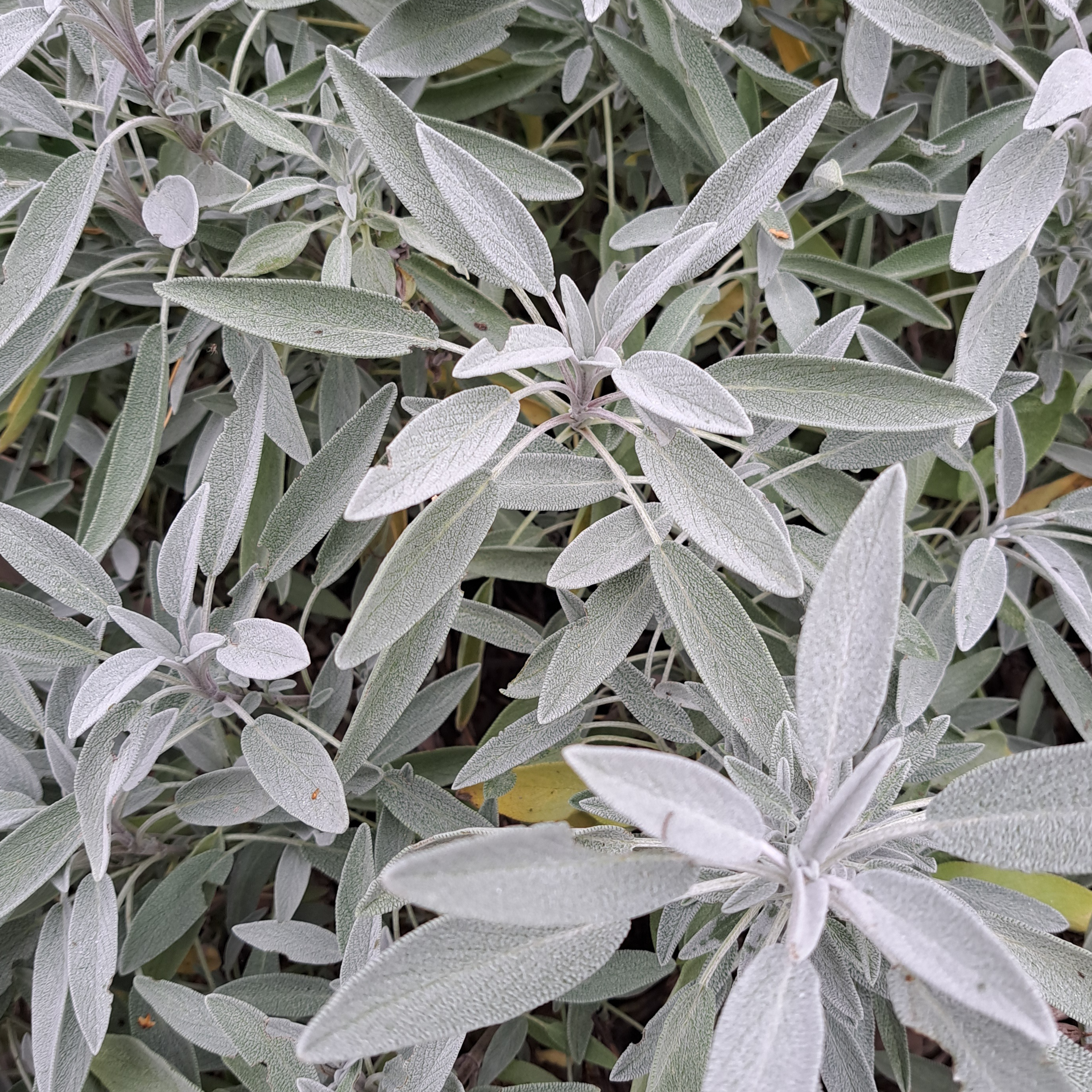 Sauge (bouquet frais)