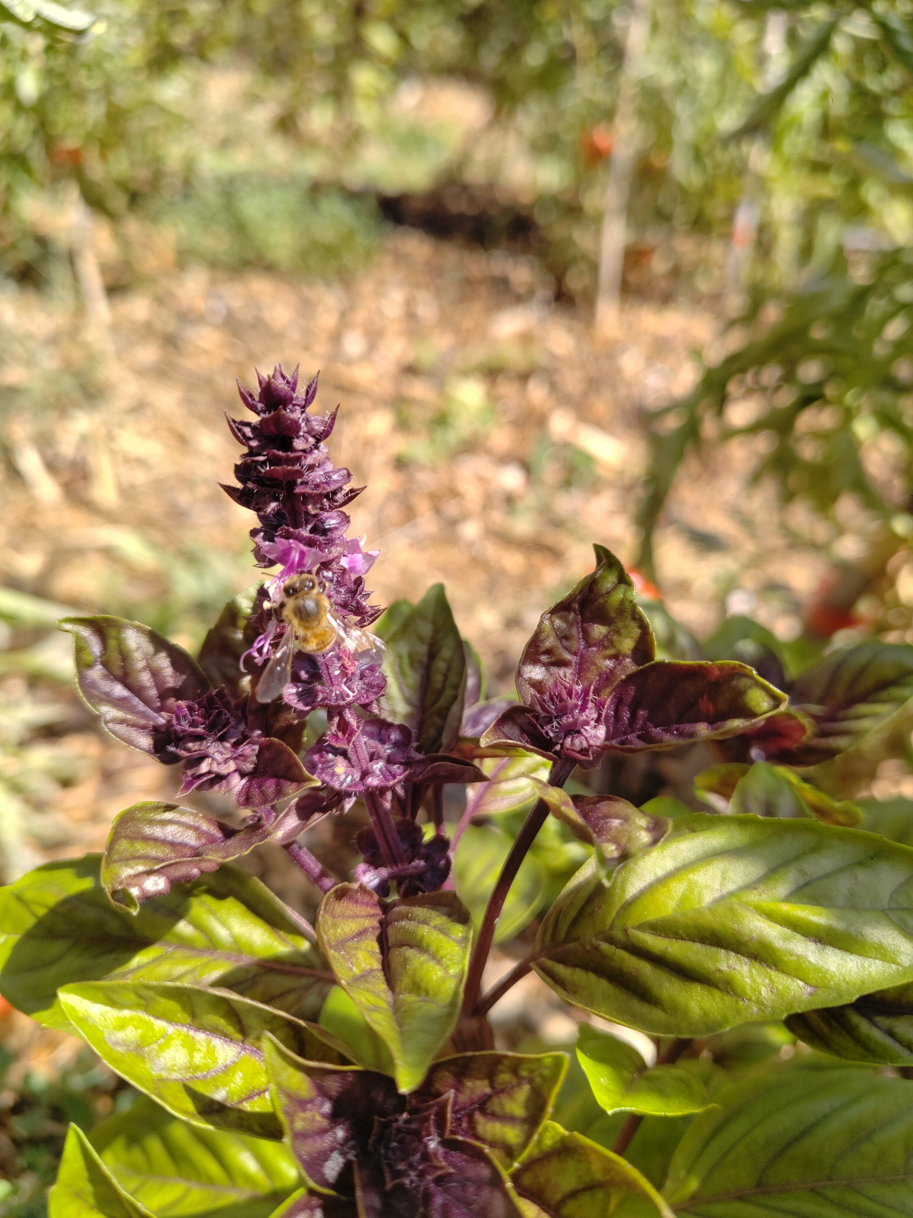 Fleurs de basilic pourpre boîte de 10u