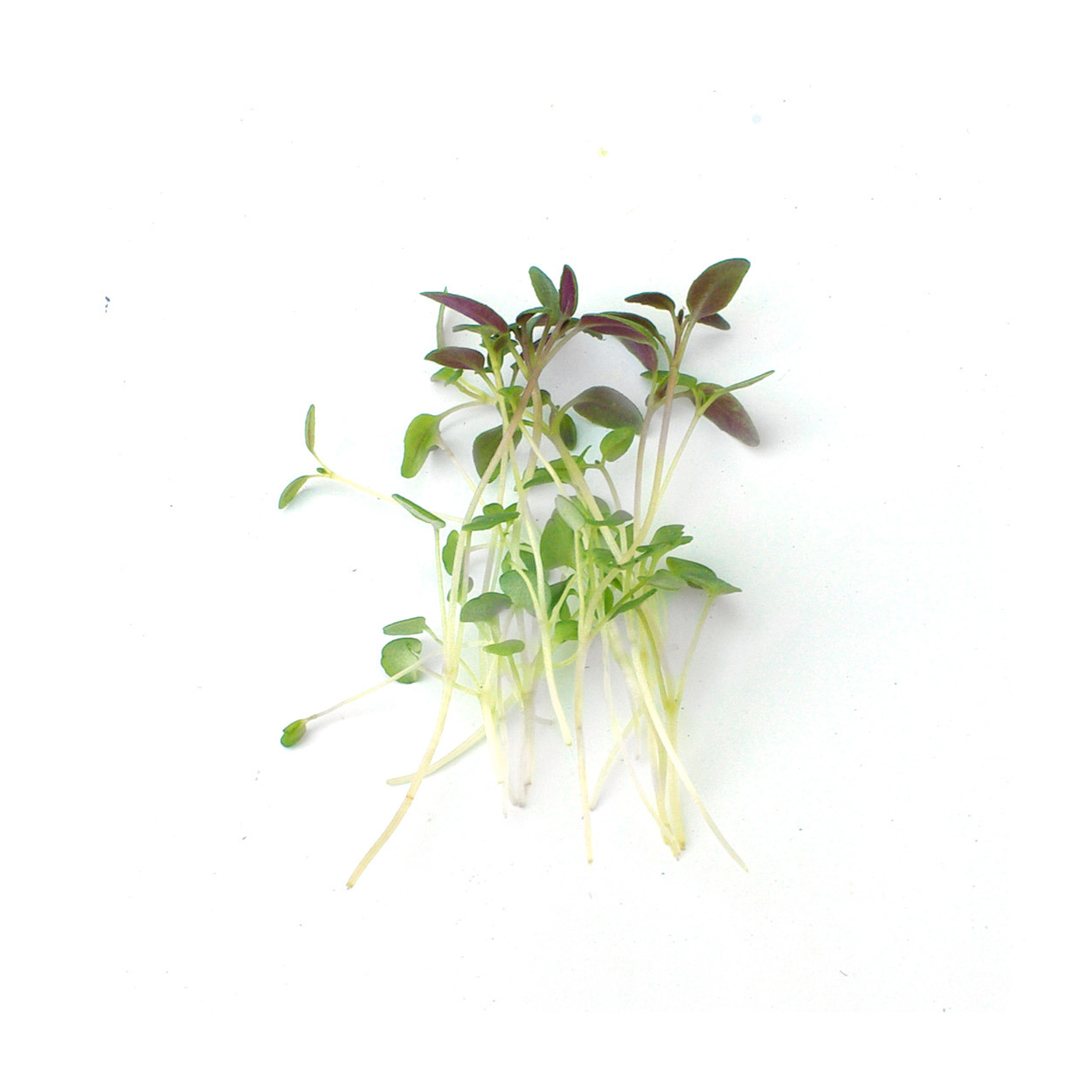 Micropousses - Thym
