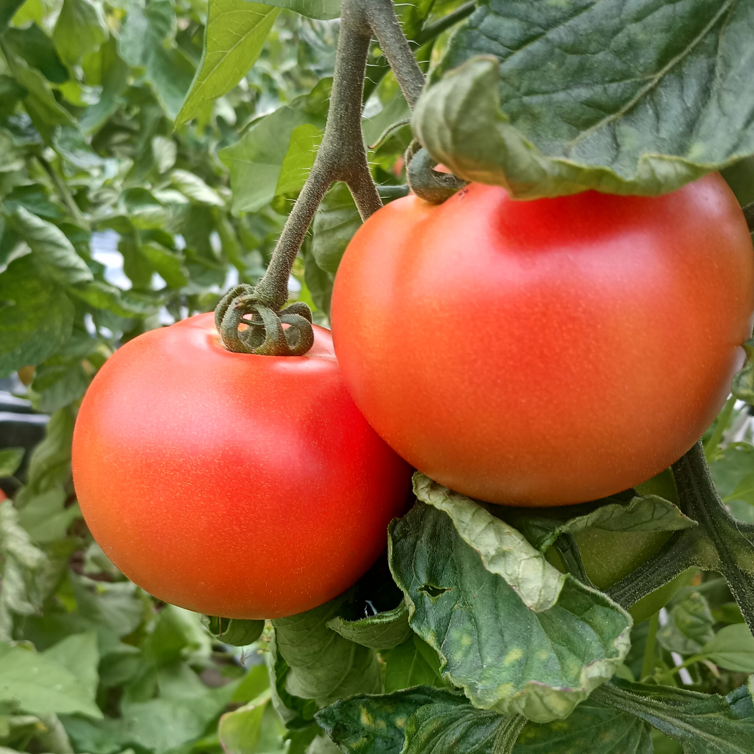 Tomates Rondes