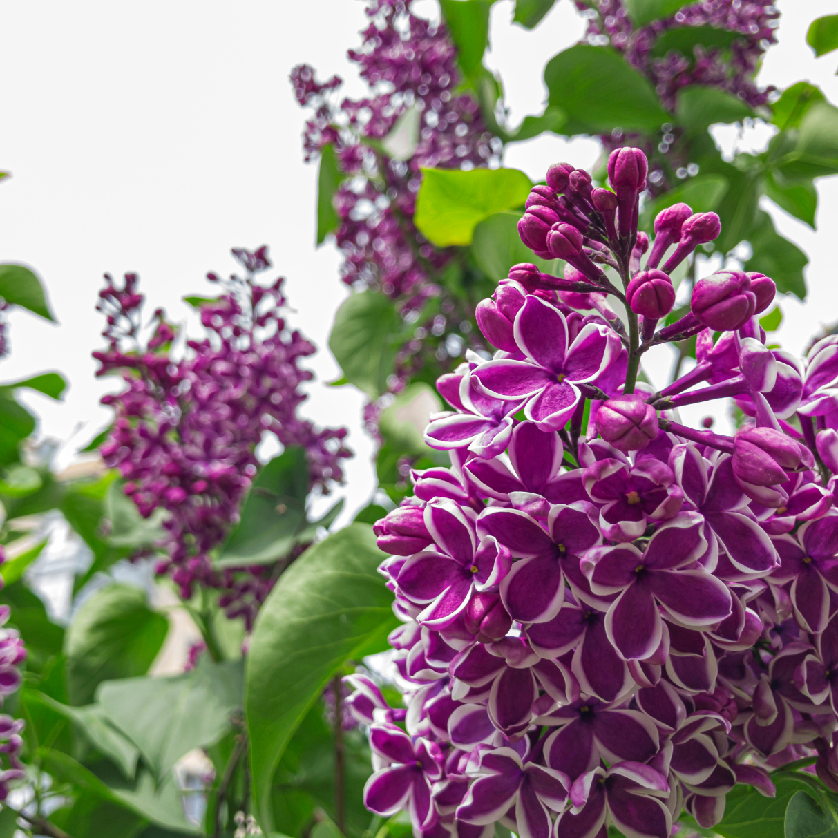 lilas bicolore violet et blanc, Syringa vulgaris Sensation - 3l