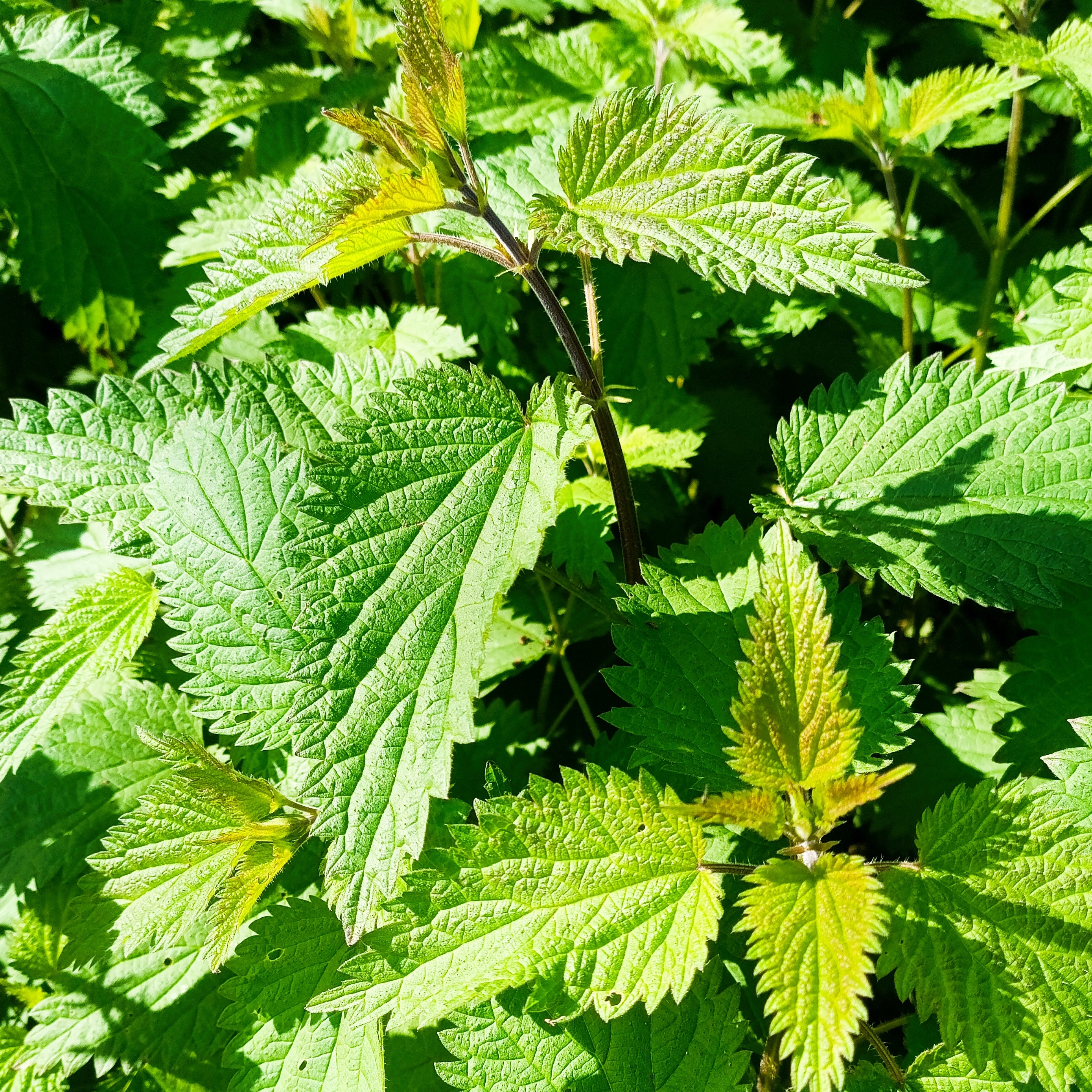 Orties fraiches - Botte - 100g