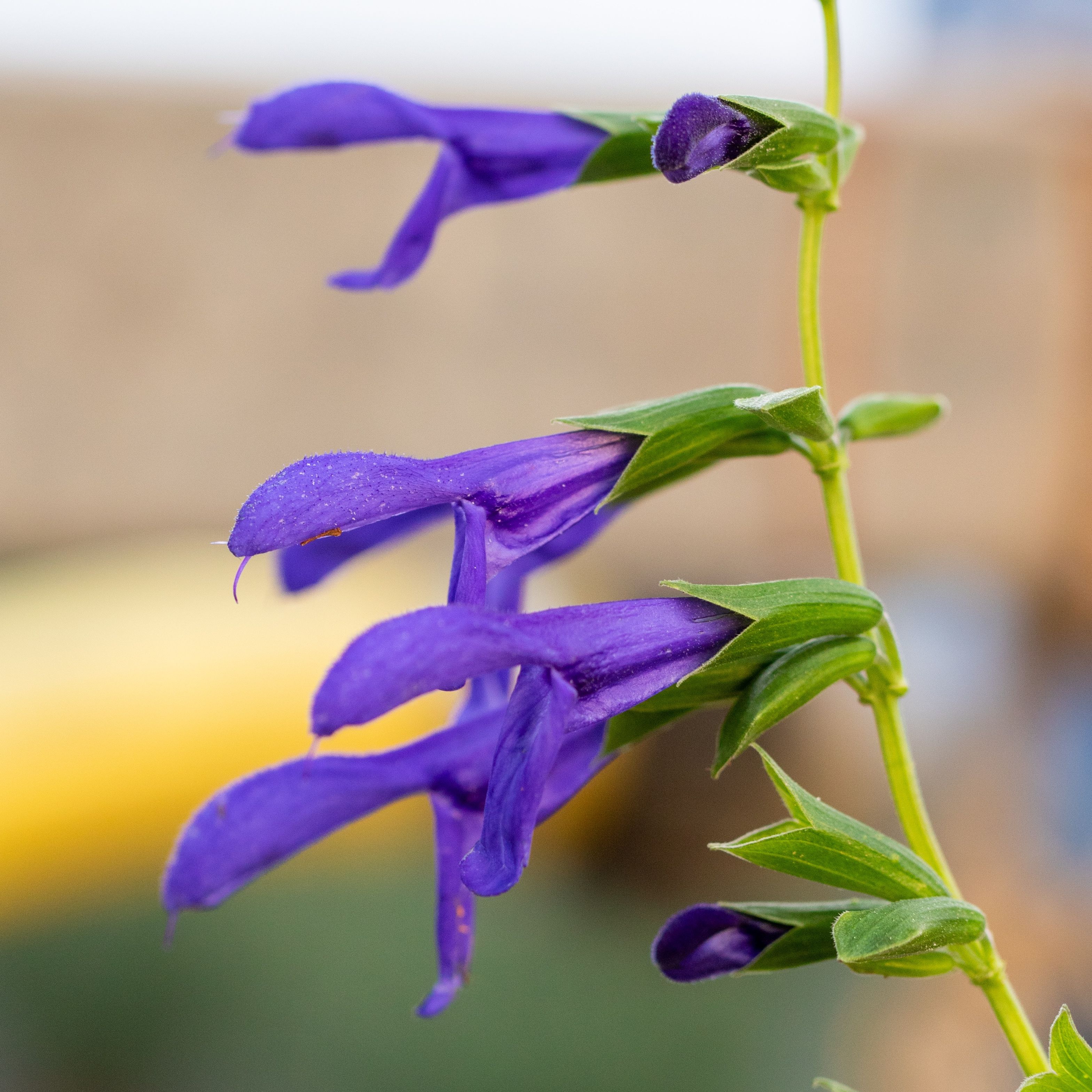 Salvia guaranitica