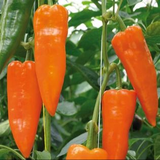 Plant de poivron Oranos F1