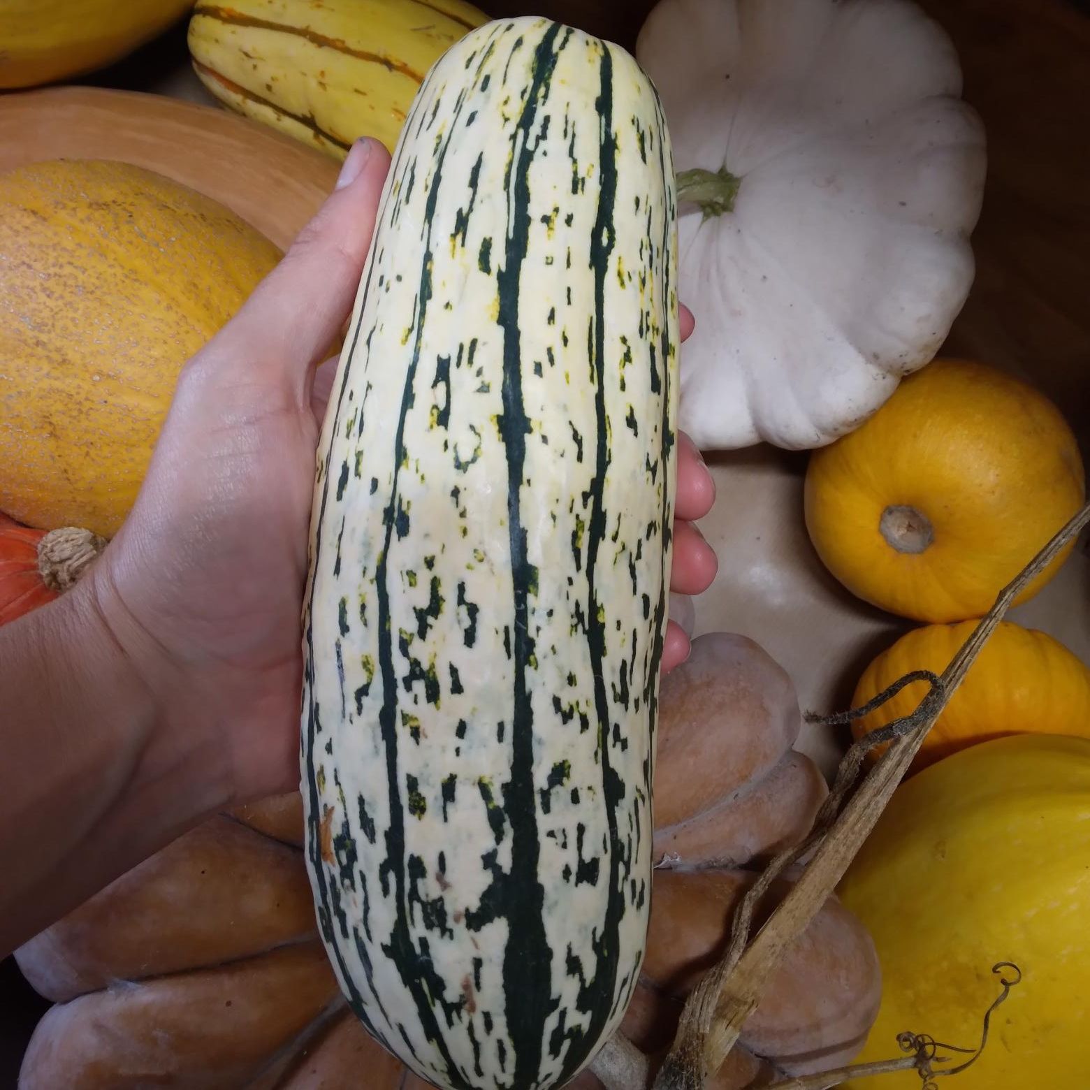 Courge Delicata - 0,5kg