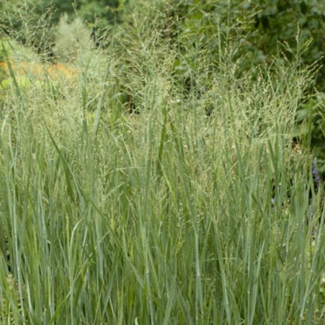 Panicum virgatum ‘Haute Voltige’