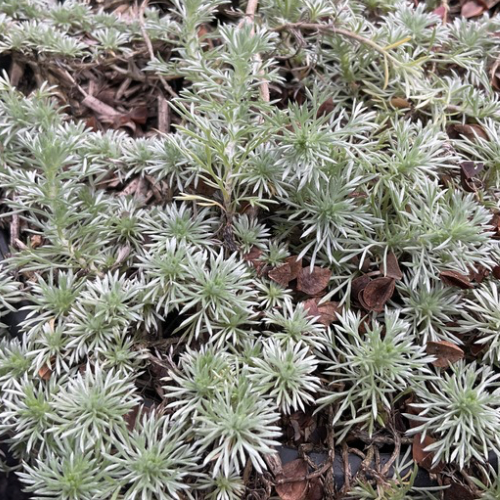 GÉNÉPI RAMPANT Bio