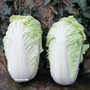 CHOU CHINOIS Pak-Choï