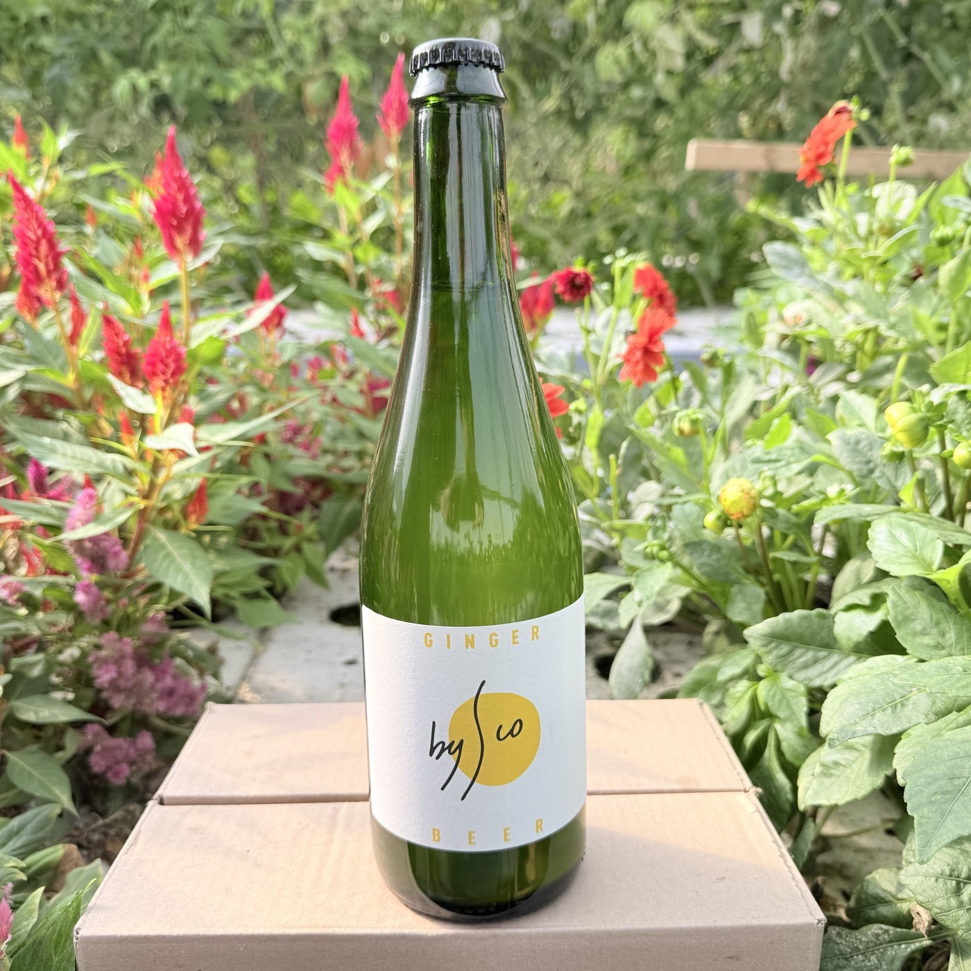 Kombucha Ginger Beer Bio Bysco - 75cl