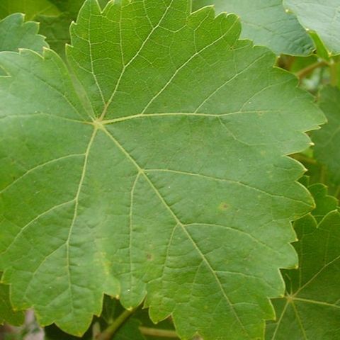 feuille de vigne